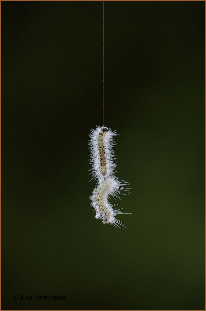Hickory Tussock moth caterpillar